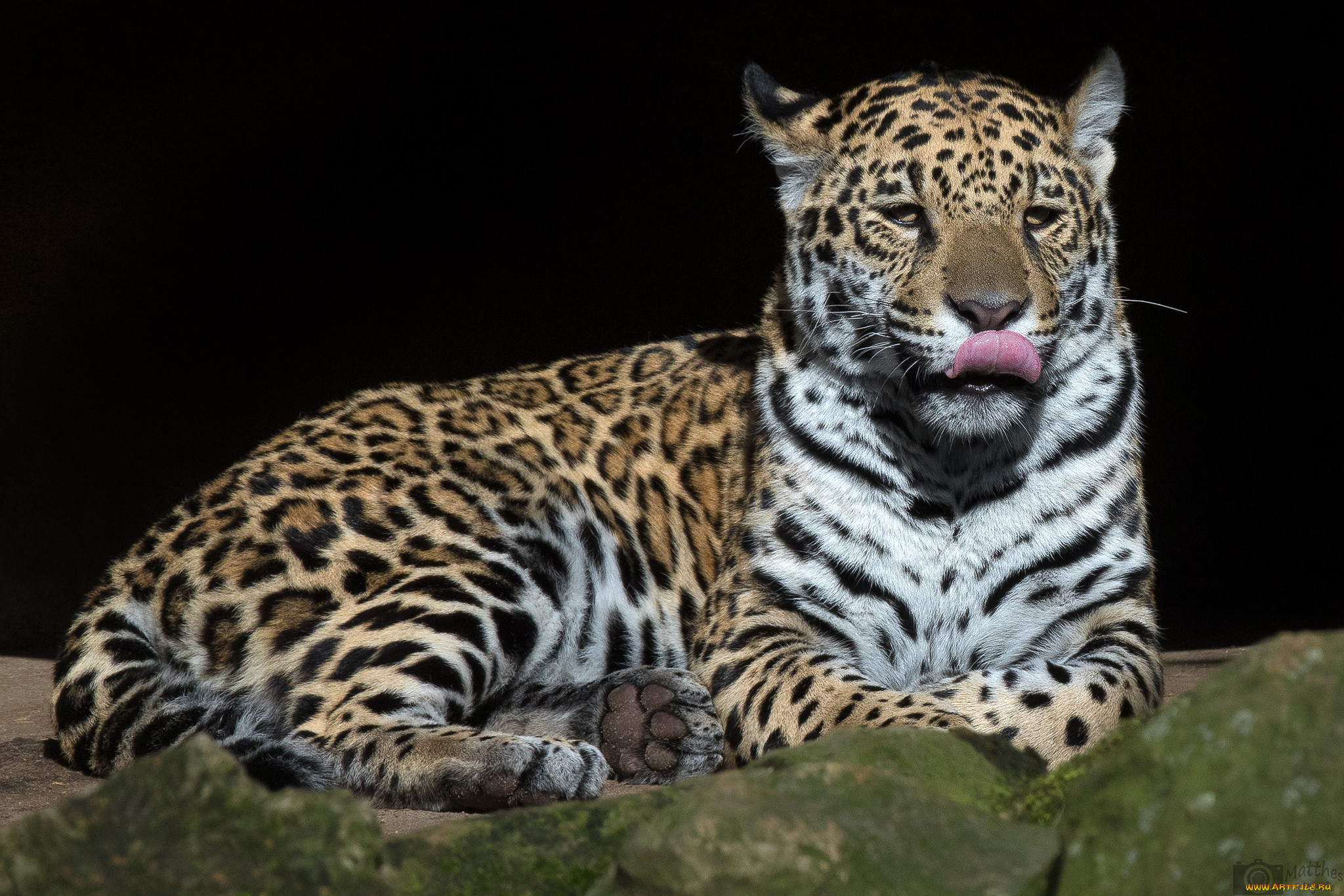 jaguar, , , 